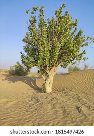 Lonely Tree On The Thar Desert