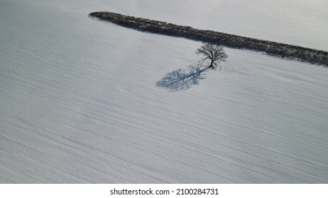 Lonely Tree In Open Field. 