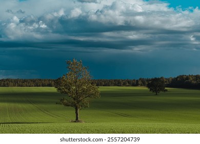 Lonely tree over dramatic sky. High quality photo