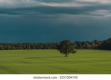 Lonely tree over dramatic sky. High quality photo