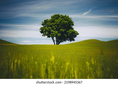 A Lonely Tree, Palouse, Eastern Washington