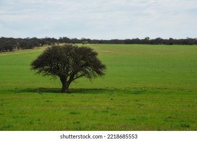 Lonely tree in Pampas Landscape, La Pampa province, Patagonia, Argentina - Shutterstock ID 2218685553