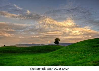 Lonely tree and rainbow on green hills Switzerland