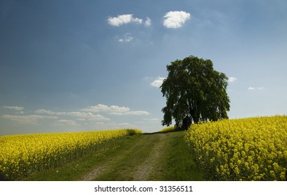 Lonely tree in rapeseed fields
