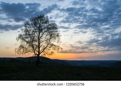 a lonely tree in the rays of the rising sun on the background of a mountain gorge