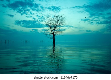 Lonely tree with reflection,sky with  clouds