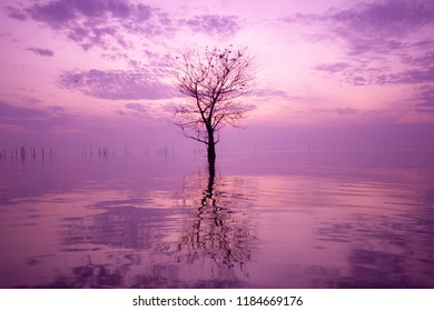 Lonely tree with reflection,sky with  clouds