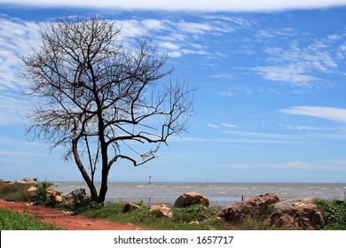 Lonely tree scene.