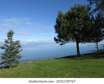 lonely tree and sea view behind it - Powered by Shutterstock