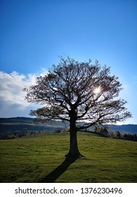 Lonely Tree Shadow