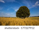 lonely tree and a shrine of fiefs cereals