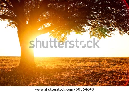 lonely tree silhouette on open field at sunset vibrant orange
