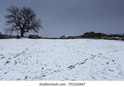 Lonely tree in the snow - Shutterstock ID 751210447