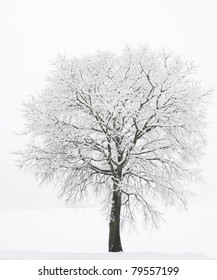 Lonely Tree In The Snow