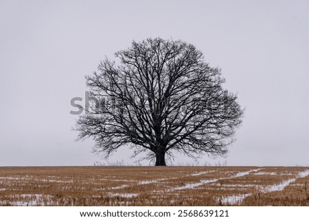 Similar – Image, Stock Photo A solitary tree silhouette stands against a dramatic gradient of sunset colors, enveloped in mist