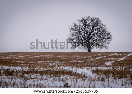 Similar – Image, Stock Photo A solitary tree silhouette stands against a dramatic gradient of sunset colors, enveloped in mist