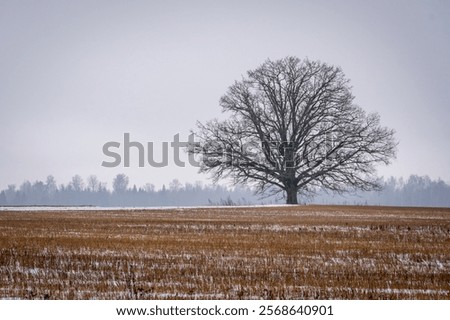 Similar – Image, Stock Photo A solitary tree silhouette stands against a dramatic gradient of sunset colors, enveloped in mist