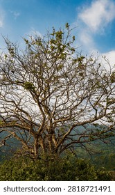 Lonely Tree with Sparse Leaves on Mountain Landscape Under Blue Sky
