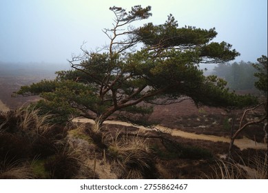 lonely tree standing in the desert  in cloudy weather