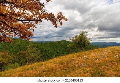 Lonely Tree Standing On Mountain Top With Stormy Sky In The Background