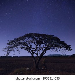 Lonely Tree with star background. Selective focus.Image may contain noise or grain due to low light.