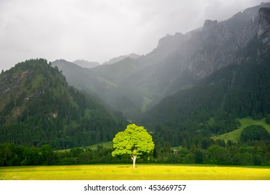 Lonely tree in sunlight. On the background Alps in the fog.