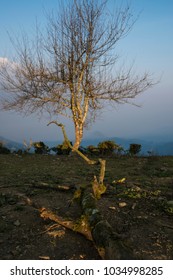 Lonely tree in the sunset
