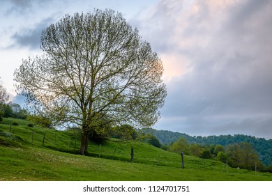 Lonely tree in the sunset.