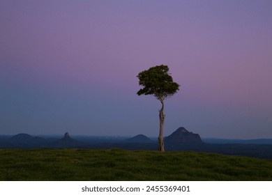 lonely tree with sunset background