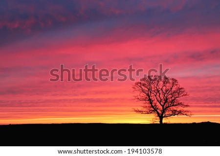 Lonely tree at sunset, fiery sunset in the field