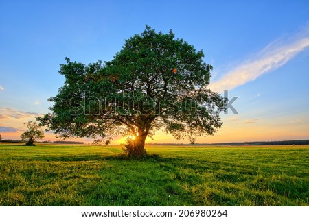 lonely tree and sunset in the Poland