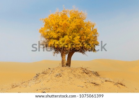 Foto Bild einsamer Baum in der Taklamakan-Wüste, China