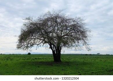 A Lonely Tree At Taman Baluran Savannah National Park, Banyuwangi East Java Indonesia