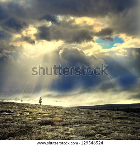 Lonely tree under dramatic sky with sun rays