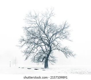 The Lonely Tree In Winter  Cherokee Park 