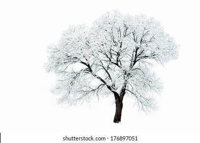 Lonely Tree In Winter Isolated On White Background.