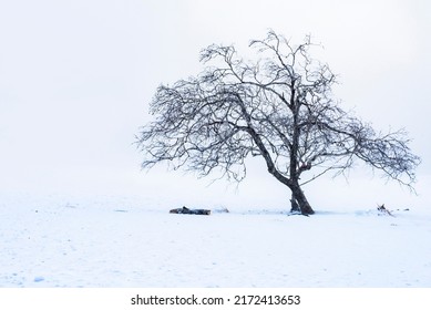 Lonely tree in winter isolated on white background. - Shutterstock ID 2172413653
