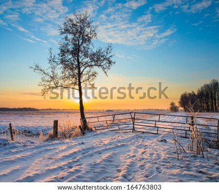 Lonely Tree in Winter Landscape with Snowy Fields and Blue Sky in Drenthe Netherlands