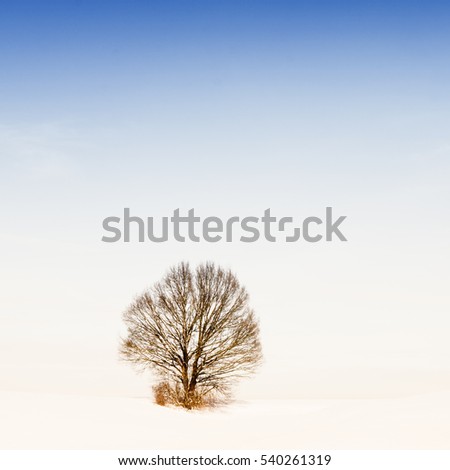 Similar – Foto Bild einsamer Baum in der Taklamakan-Wüste, China