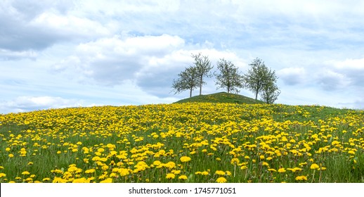 Lonely trees on a hill and yellow flowers. Summer, rural, landscape with a horizon line.