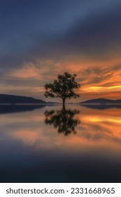 Lonely Trees Reflection at sunset