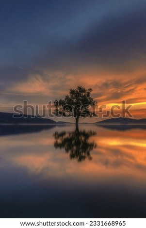 Lonely Trees Reflection at sunset