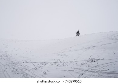 Lonely trees at winter