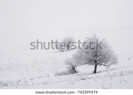 Similar – winter wonderland wide and wide