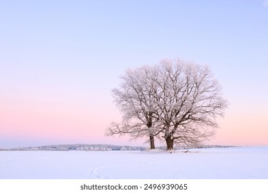 Lonely trees in winter landscape - Powered by Shutterstock