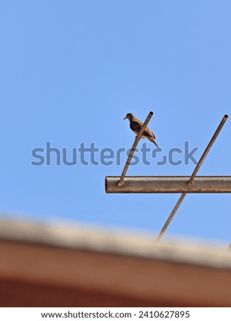 Lonely turtledove lodge and a TV antenna, under a blue sky.