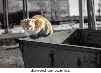 a lonely unhappy homeless dirty cat sits on the edge of a dumpster; the problem of homeless rejected animals