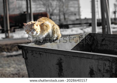 a lonely unhappy homeless dirty cat sits on the edge of a dumpster; the problem of homeless rejected animals