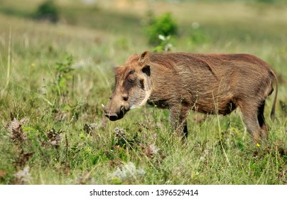 Lonely Warthog Grazing In The Savanah