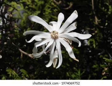           Lonely White Flower From Magnolia Family